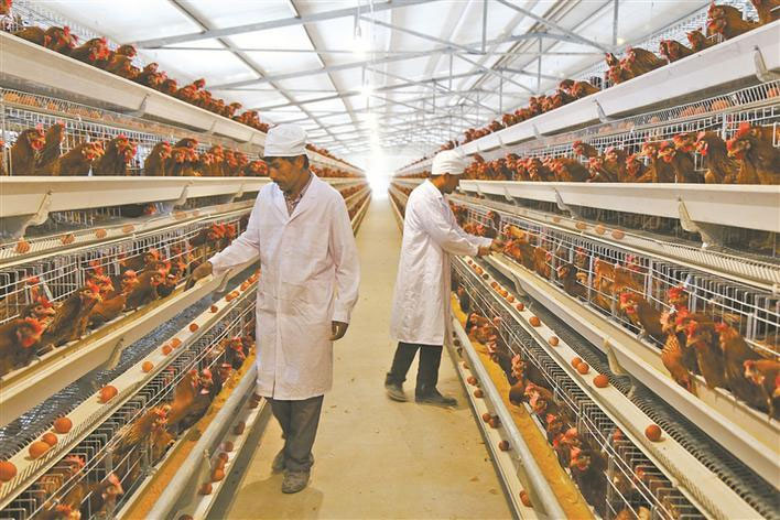 動物疫病診斷儀為養殖戶們帶來極大便利